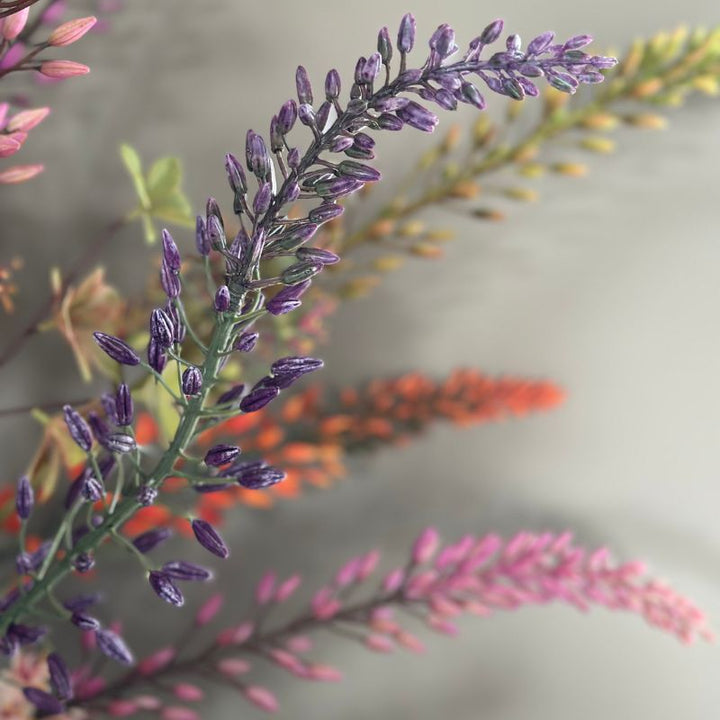 close up van Eremurus spray in diiverse kleuren van bloomfever