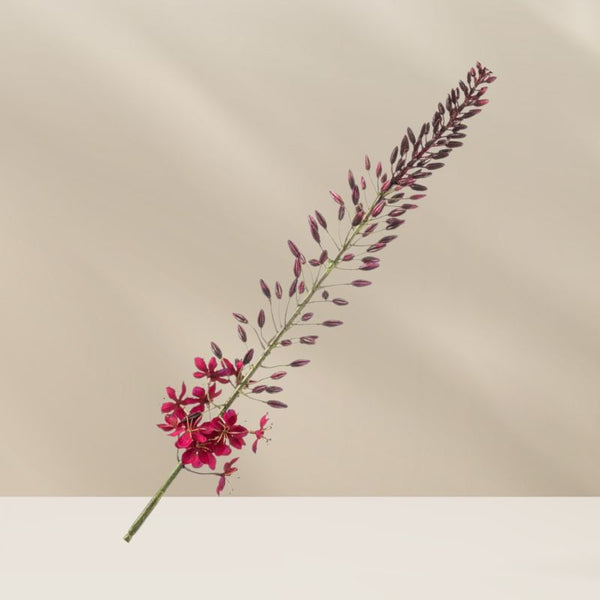 Eremurus spray bordeaux 108 cm, realistische handgemaakte zijdebloem in diepe tinten, verkrijgbaar bij BloomFever.