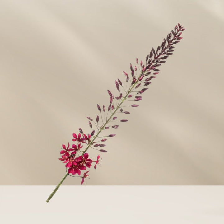 Eremurus spray bordeaux 108 cm, realistische handgemaakte zijdebloem in diepe tinten, verkrijgbaar bij BloomFever.